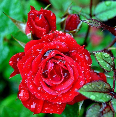 Bunga Mawar Merah Cantik